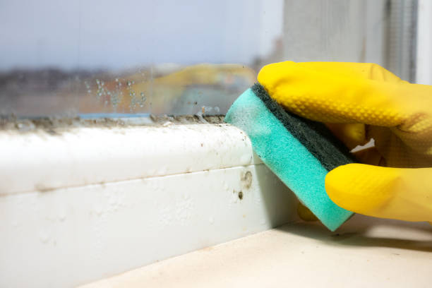 Best DIY Mold Remediation Support Services in Le Grand, CA