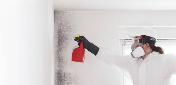 Best Attic Mold Remediation in Le Grand, CA